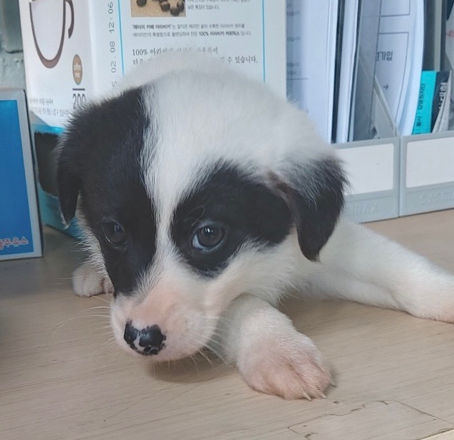 보령시유기동물보호소_444451202500406